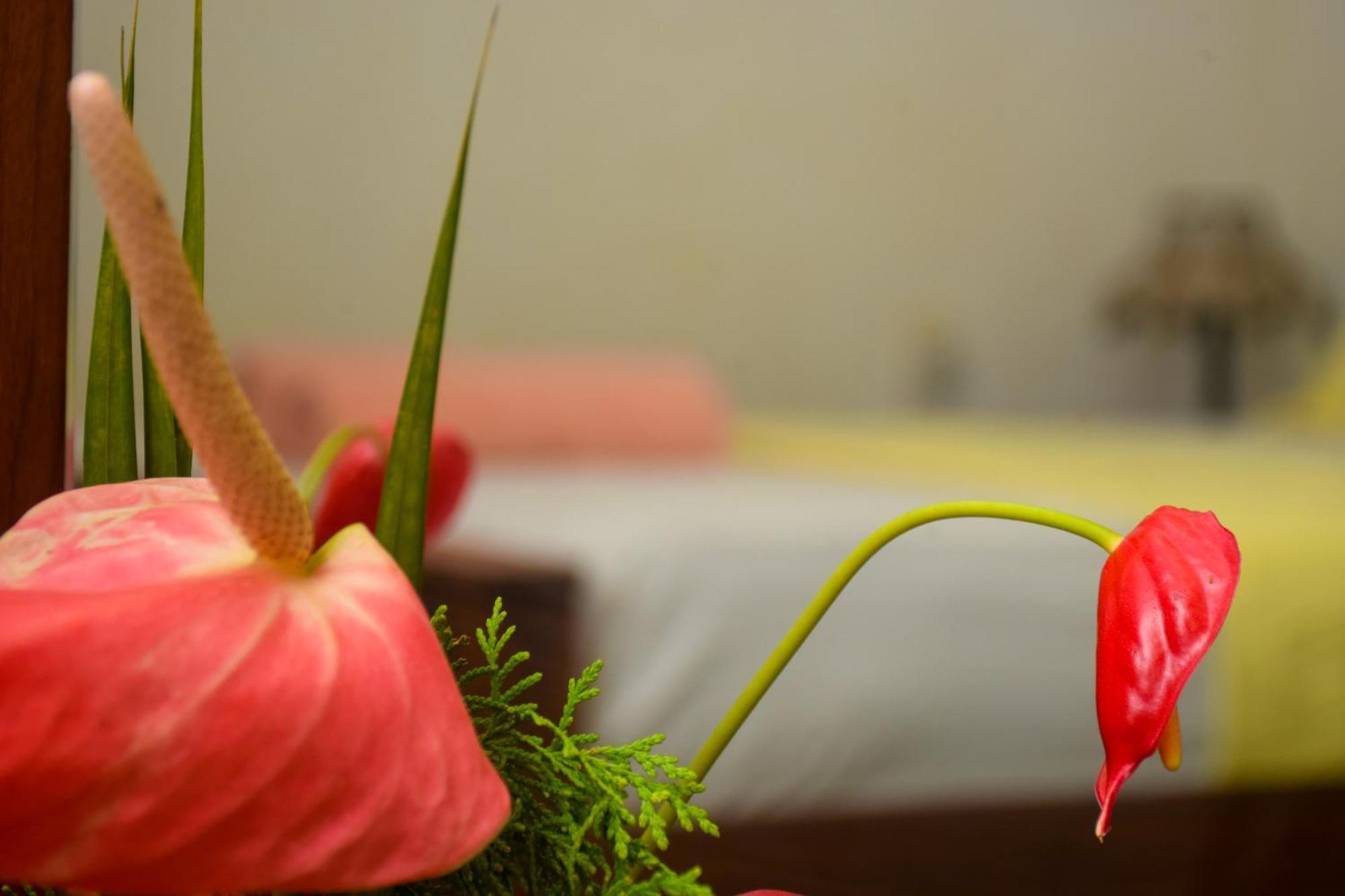 Senu Homestay สิกิริยา ภายนอก รูปภาพ