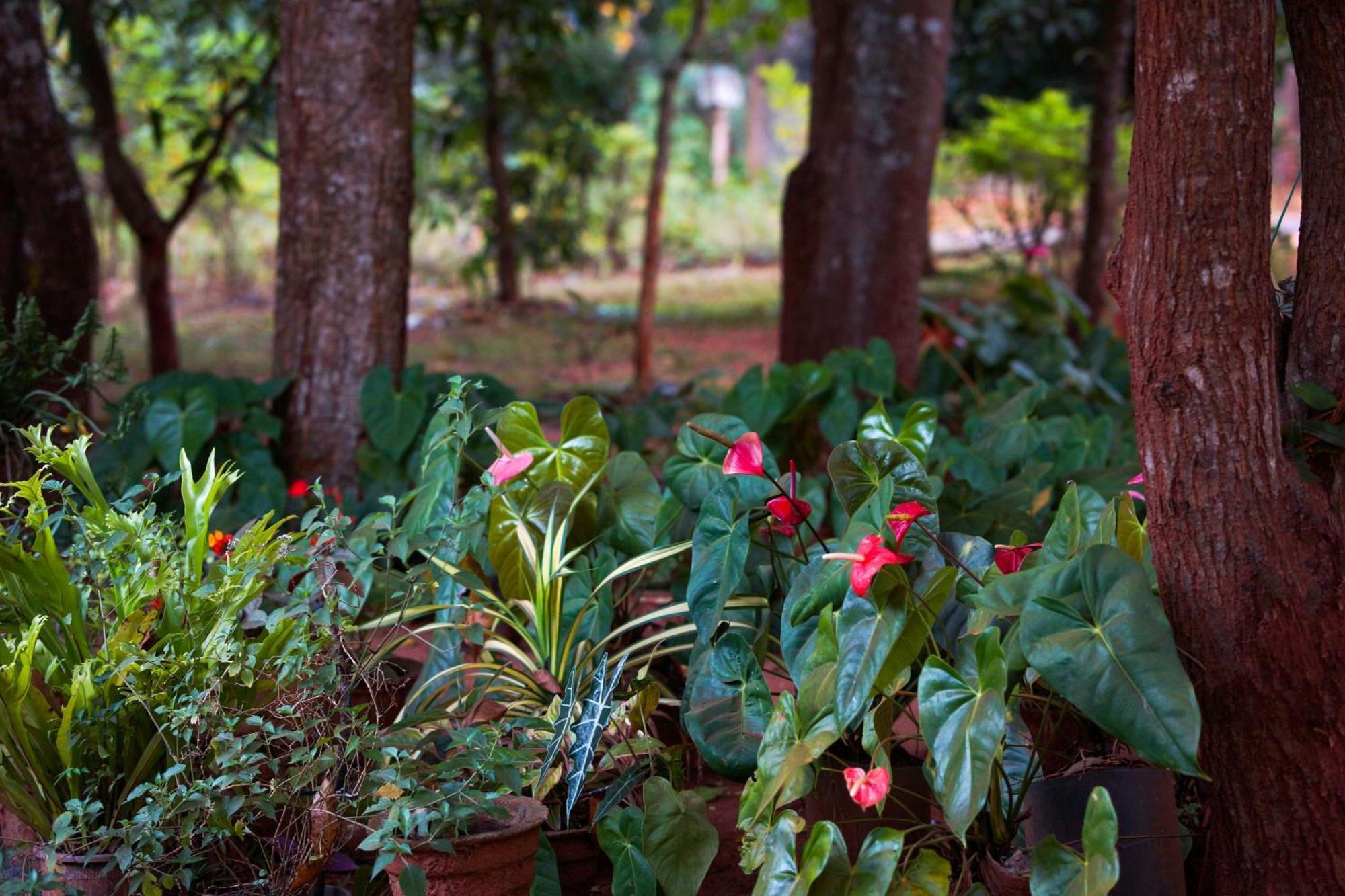 Senu Homestay สิกิริยา ภายนอก รูปภาพ