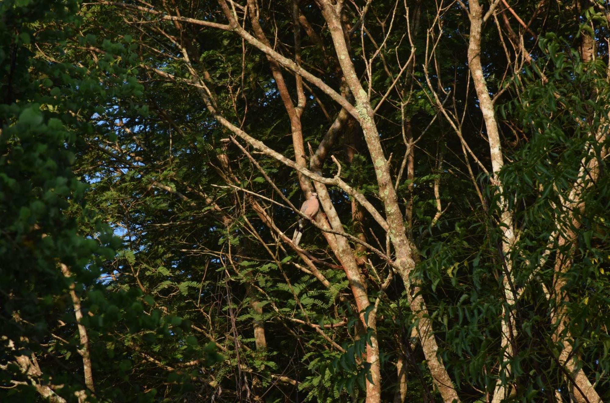 Senu Homestay สิกิริยา ภายนอก รูปภาพ